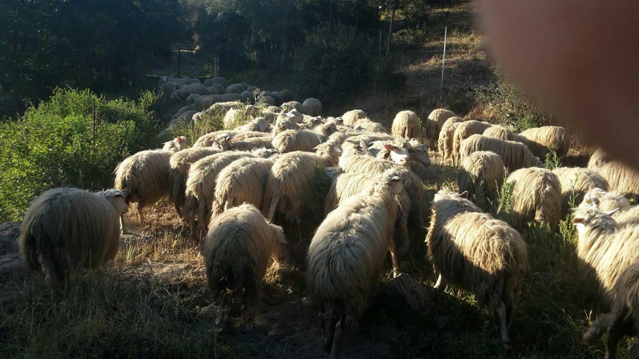 Fumu Ludurru Farm Stay Padru エクステリア 写真